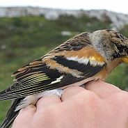 Brambling